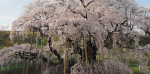 福島の桜の見頃は?2015年最新版