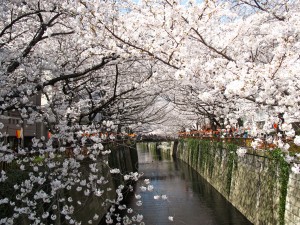 関東で花見の見ごろ
