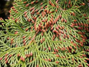 ヒノキ花粉飛散