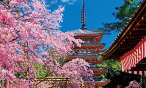 醍醐寺の桜!2015年も花見行列がすごい