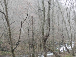 霙