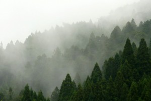 靄