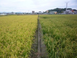二期作