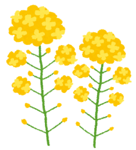 枝垂桜