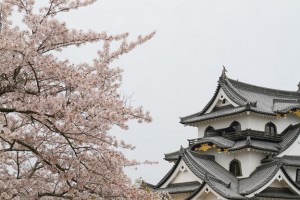 2015年、彦根城の桜の開花状況