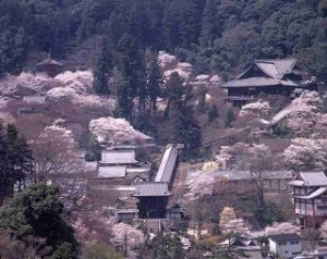 見ごろな時期